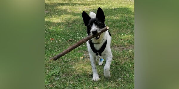 Schulhund